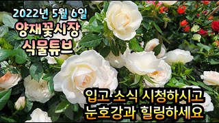 양재꽃시장 식물튜브 [2022년 5월 6일 입고소식 시청 하시고 힐링 하세요~~] #양재꽃시장 #식물튜브 #…