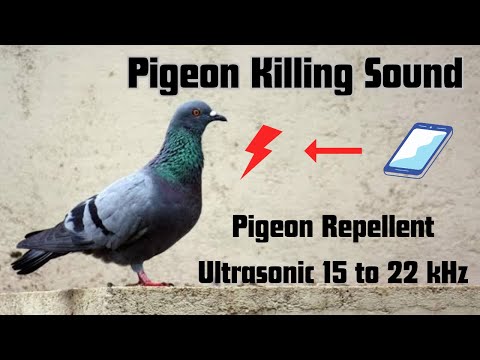 Anti Pigeon Repellents Sound | Keep Pigeons away | Ultrasonic sound 15 to 20Khz #pigeon #chasepigeon