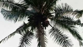 Download lagu Detik-Detik Petir menyambar Pohon Kelapa mp3 Download lagu Detik-Detik Petir menyambar Pohon Kelapa mp3