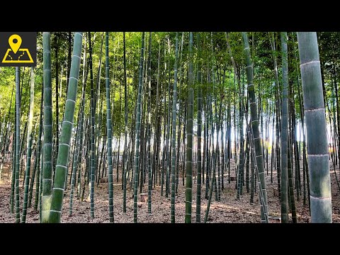 Trip to Japan's Most Unpopular Town / Japan Travel Vlog / Ibaraki