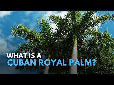 What is a Cuban Royal Palm Tree? Clearwater General Contractor Answers!