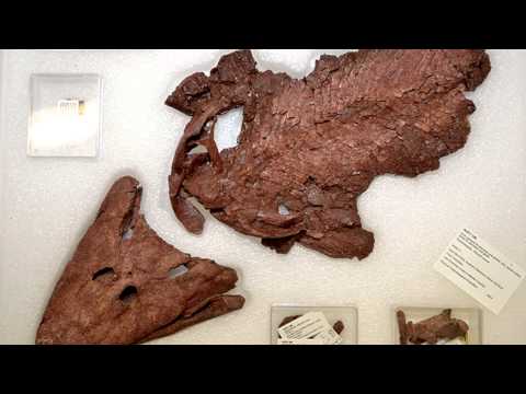 The return of Tiktaalik, the fish with legs!