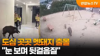 도심 곳곳 멧돼지 출몰…"눈 보며 뒷걸음질" / 연합뉴스TV (YonhapnewsTV)