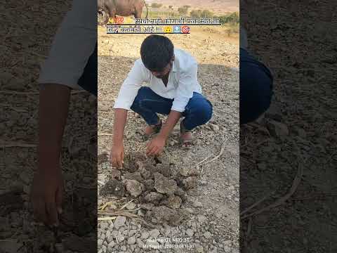 #dehorning calf video #maharashtra boy