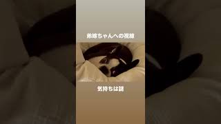弟嫁ちゃんに見つかってしまったボストンテリア