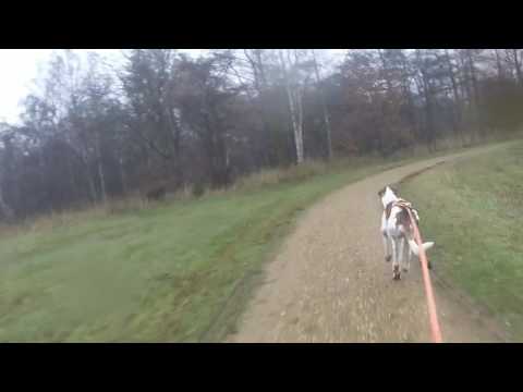 Bikejöringtraining  met Torok 't Broek - Blaasveld 27112016