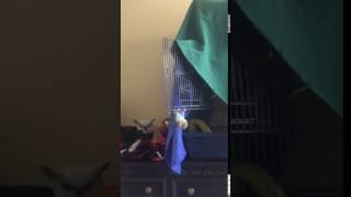 faze tari pasarea comica