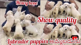 Labrador puppies for sale|9493400399|hyderabad|dog market in hyderabad