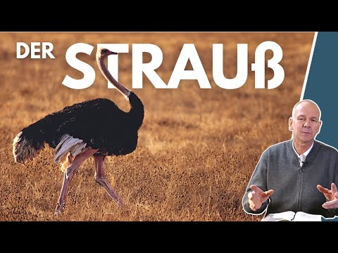 , title : 'Tiere der Bibel - Der Strauß || Stefan Drüeke'