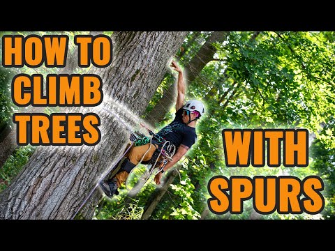 Basics: Ascending a tree with spurs!