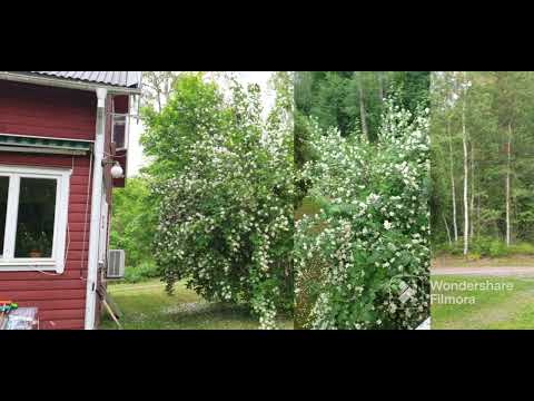 Gigantisk Doftschersmin, Philadelphus coronarius