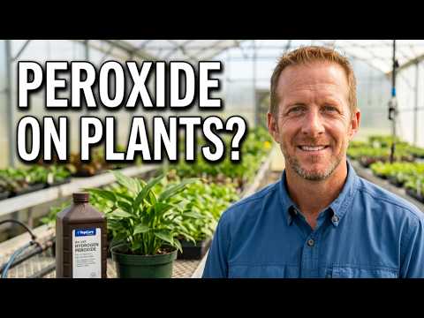 The Truth About Using Peroxide On Your Plants