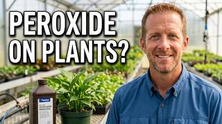 The Truth About Using Peroxide On Your Plants