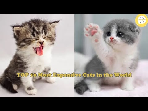 TOP 10 Most Expensive Cats in the World [CC]