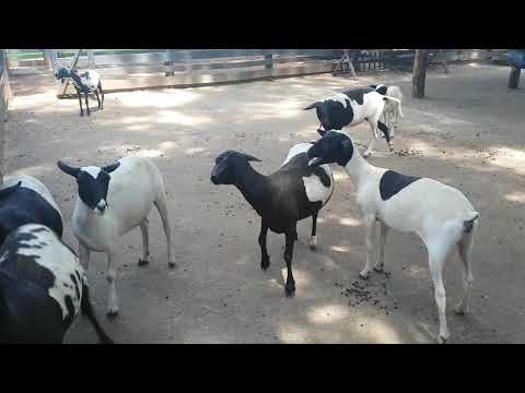cabritos berrando