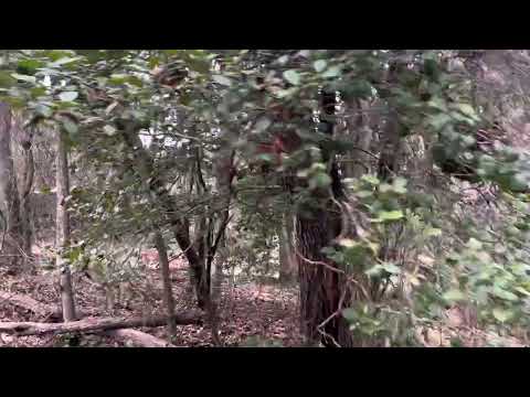 Wetland Trail, & Pond side Trail, Pemberton Park, Salisbury, MD