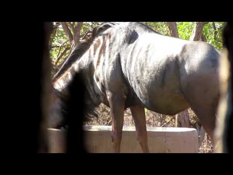 BIG BLUE WILDEBEEST!