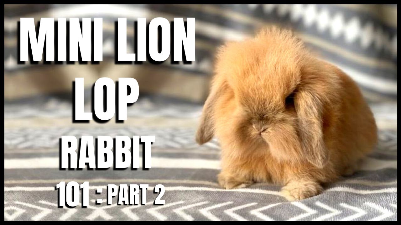 Mini Lion Lop Rabbit 101: Part 2