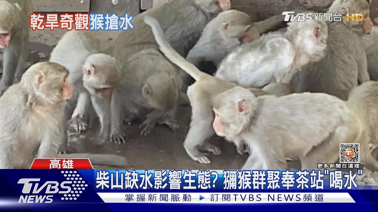 柴山缺水影響?猴子群聚奉茶站找水 瘦弱獼猴躲屋簷