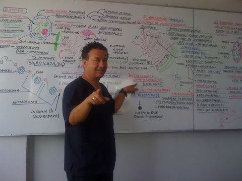 CORDADOS - PHYLUM CORDADOS - PECES - ANFIBIOS - REPTILES - AVES - MAMÍFEROS