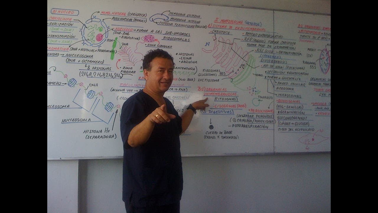 CORDADOS - PHYLUM CORDADOS - PECES - ANFIBIOS - REPTILES - AVES - MAMÍFEROS