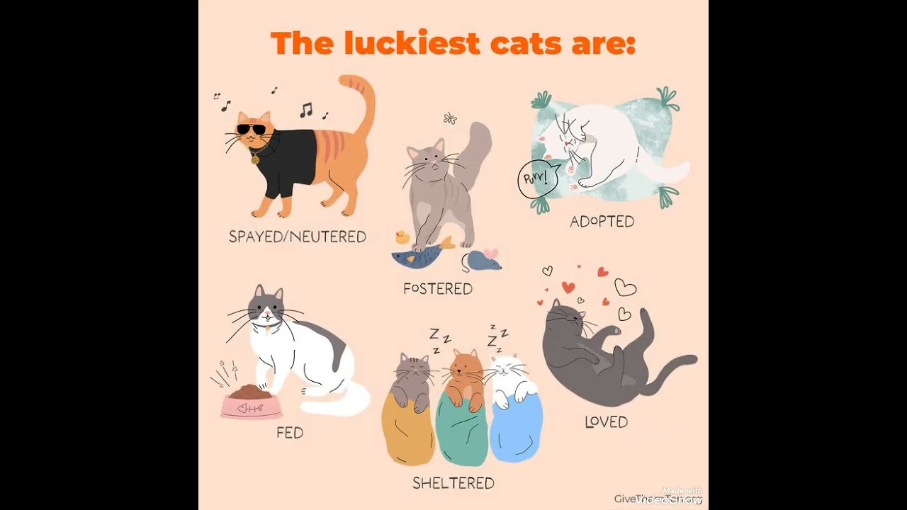 Enlarge FLASH, a Adoptable Domestic Short Hair in Fletcher, OK video 5/5