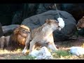 Lions Jump For Zip Line Treats