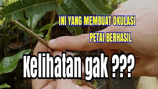 Download lagu How to graft or insert petai seeds mp3