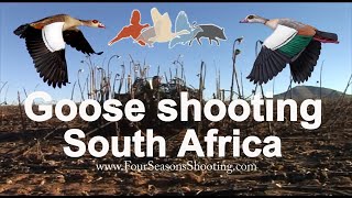 Goose shooting South Africa £175 per day season 2018