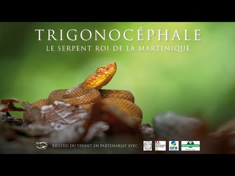 Trigonocéphale : le serpent roi de la Martinique