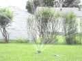 Noodlehead Water Sprinkler Gardeners Edge
