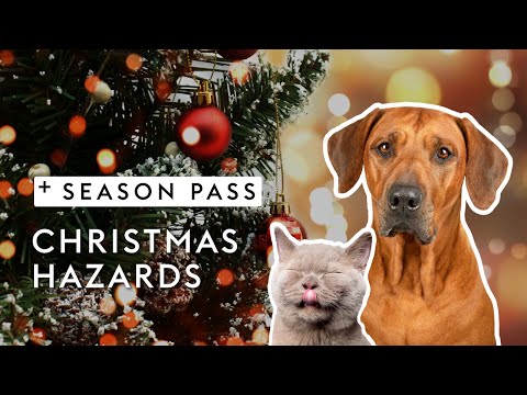 Christmas Hazards for Cats & Dogs | Dr. Kirsten's Season Pass