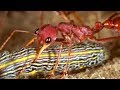 Facts About Ants Secret Nature Ant Documentary Natural History Channel