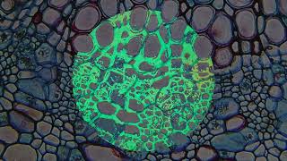 Ned&#39;s Atomic Dustbin ~ Grey Cell Green