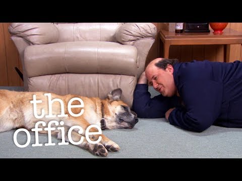 Is Kevin's Dog Dead?  - The Office US