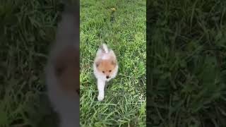 Video preview image #2 Pomeranian Puppy For Sale in WARSAW, IN, USA