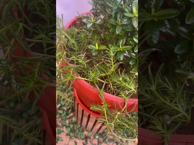 اكزورا نانا lxora coccinea