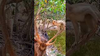 Download lagu tingkah lucu hewan: #animals #shortvideo #wildlifeh #hewanlucu mp3