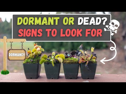 Signs Venus Flytrap Is Beginning Dormancy - Dormant Or Dead?