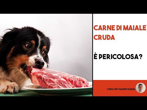 , title : 'Quanto è pericolosa la carne di maiale cruda per il cane?'
