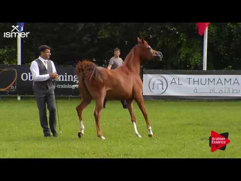 N.110 AJ NORAH - Ströhen 2017 Int B-Show - Yearling Fillies (Class C2)