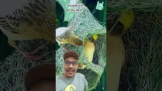 Download lagu the best bird nest #birds #nest #nature #birdsounds #babybird #birdsong #bird #burung mp3