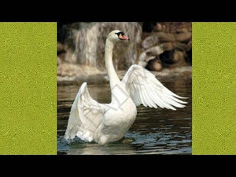 ЛЕБЕДУШКА-С. Есенин.