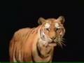 Sesame Street Who You Looking At Tiger