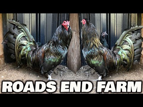 Roads End Farm Beautiful Black Birds Hennie Jap Mug - Farm Visit USA