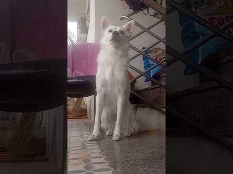 Prabal rowdy Baby ❤️❤️❤️ #funny #dog