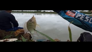 Muita Tilpia Na Ponta da Linha