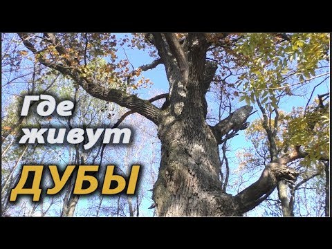 Где живут дубы .