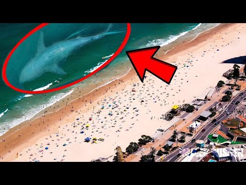 10 MEGALODON Sichtungen die seine EXISTENZ BEWEISEN!