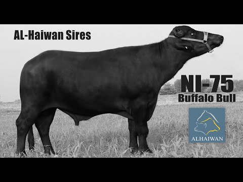 NI-75 | Al-Haiwan Sires Buffalo Bull | Best Semen company in Pakistan | Semen Selection